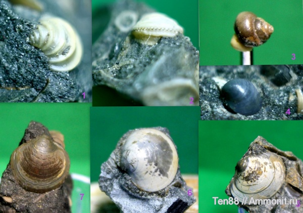 гастроподы, моллюски, мел, двустворки, мезозой, апт, р. Губс, Мостовский район, Aptian, Cretaceous