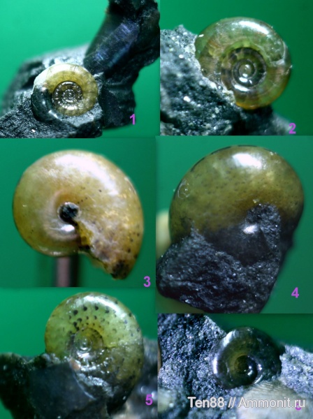аммониты, мел, мезозой, апт, Ammonites, р. Губс, Мостовский район, Aptian, Cretaceous