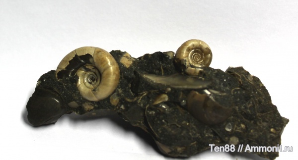 аммониты, мезозой, нижний мел, аптский ярус, Ammonites, Eogaudryceras, р. Губс, Мостовский район, Aptian, Lower Cretaceous