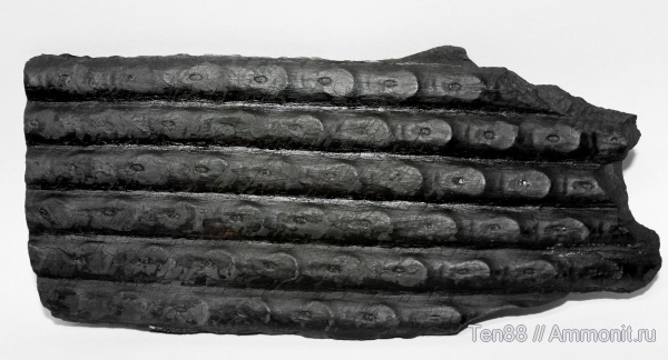 карбон, палеозой, сигиллярия, высшие растения, Ростовская область