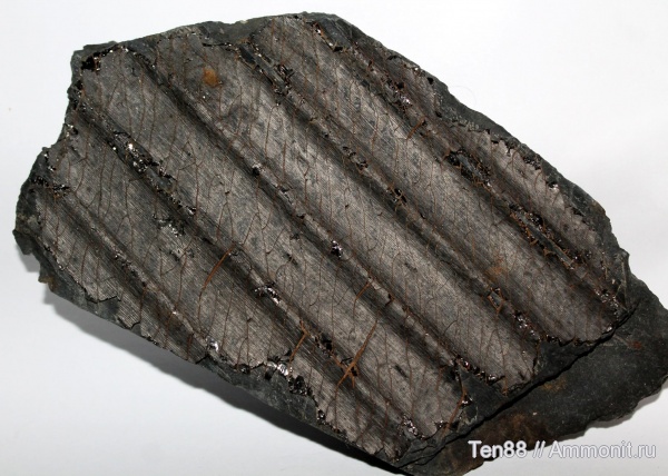 карбон, растения, палеозой, сигиллярия, средний карбон, Ростовская область