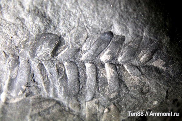 карбон, палеозой, голосеменные, птеридоспермы, Neuropteris, высшие растения, Ростовская область