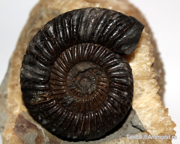 аммониты, головоногие моллюски, Карачаево-Черкессия, Parkinsonia, Ammonites, верхний байос, р. Кяфар