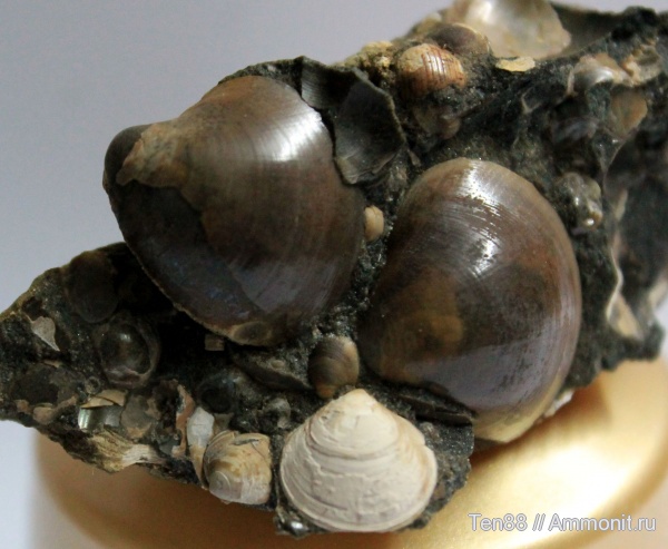 моллюски, мел, двустворки, мезозой, апт, р. Губс, Мостовский район, Aptian, Cretaceous