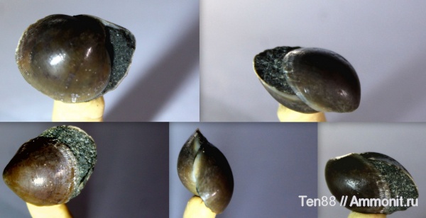 моллюски, мел, двустворки, мезозой, апт, р. Губс, Мостовский район, Aptian, Cretaceous