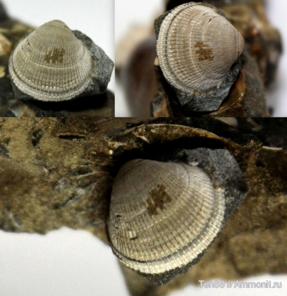 моллюски, мел, двустворки, мезозой, апт, р. Губс, Мостовский район, Aptian, Cretaceous