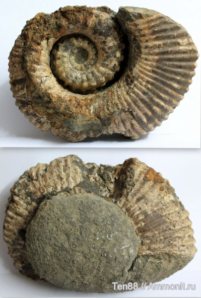 аммониты, моллюски, мел, мезозой, апт, р. Губс, Мостовский район