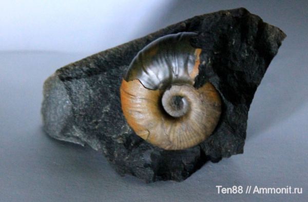 аммониты, мел, мезозой, апт, Zuercherella, Desmoceratidae, р. Губс, Мостовский район