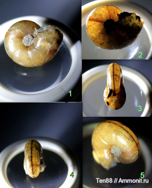 аммониты, мел, мезозой, апт, р. Губс, Мостовский район