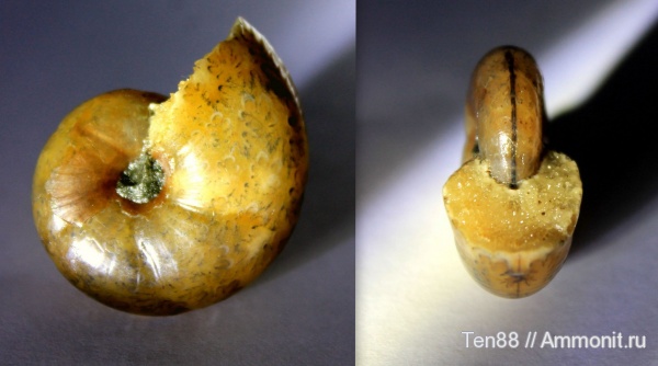 аммониты, мел, мезозой, апт, р. Губс, Мостовский район