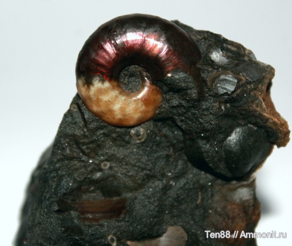 аммониты, мел, мезозой, апт, Zuercherella, р. Губс, Мостовский район