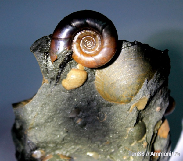 аммониты, мел, мезозой, апт, Eogaudryceras, р. Губс, Мостовский район