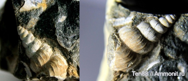 гастроподы, мел, мезозой, брюхоногие моллюски, апт, р. Губс, Мостовский район