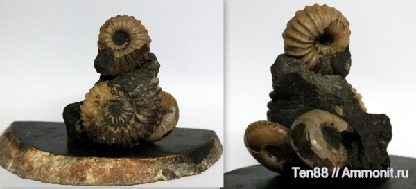 аммониты, мел, мезозой, апт, р. Губс, Мостовский район