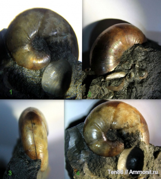 аммониты, мел, мезозой, апт, р. Губс, Мостовский район