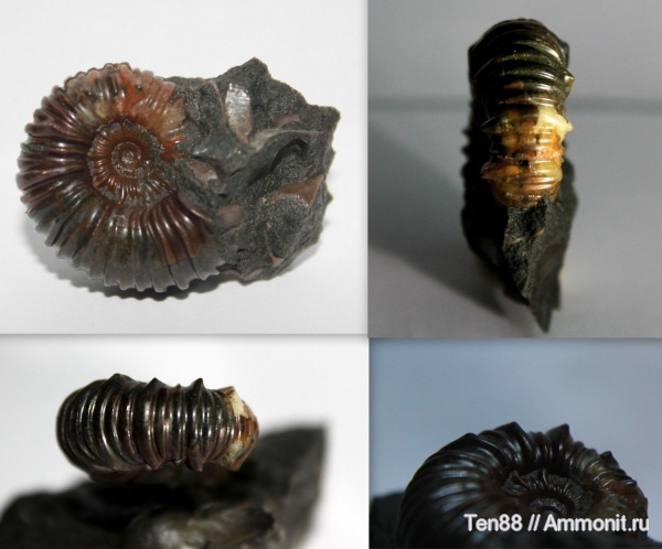 аммониты, моллюски, мел, мезозой, апт, р. Губс, Мостовский район