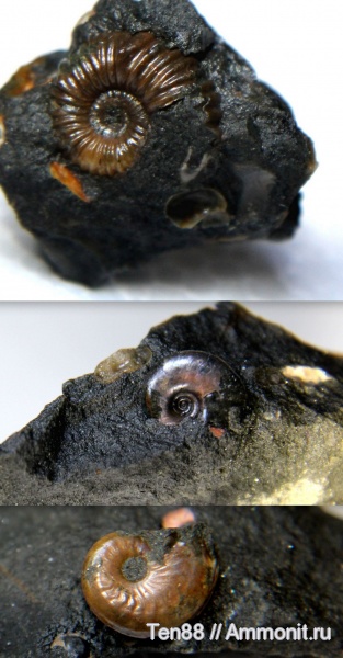 аммониты, мел, мезозой, апт, р. Губс, Мостовский район