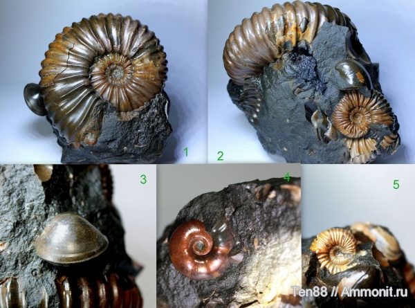 аммониты, моллюски, мел, мезозой, апт, р. Губс, Мостовский район