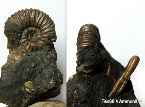 аммониты, мел, мезозой, апт, р. Губс, Мостовский район