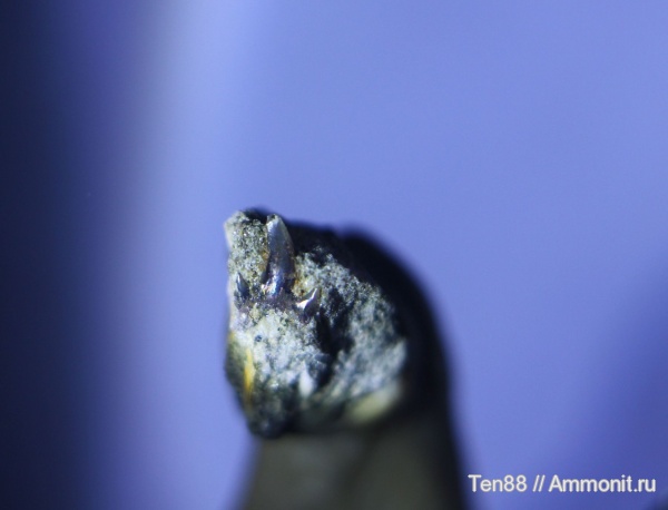 мел, мезозой, апт, зубы акул, р. Губс, Мостовский район