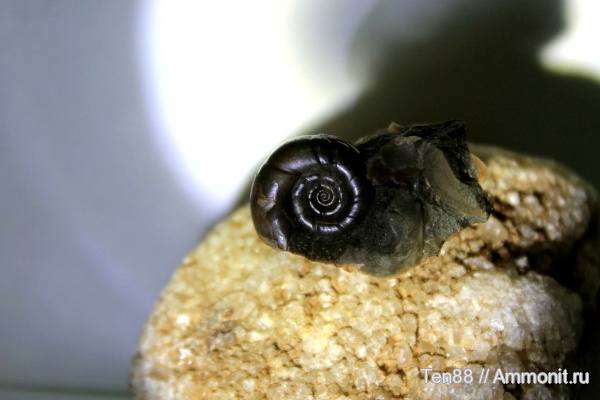 аммониты, мел, мезозой, апт, р. Губс, Мостовский район