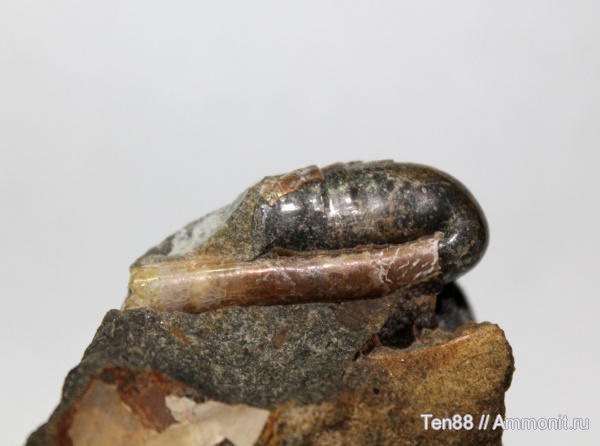 моллюски, мел, гетероморфные аммониты, мезозой, апт, р. Губс, Мостовский район