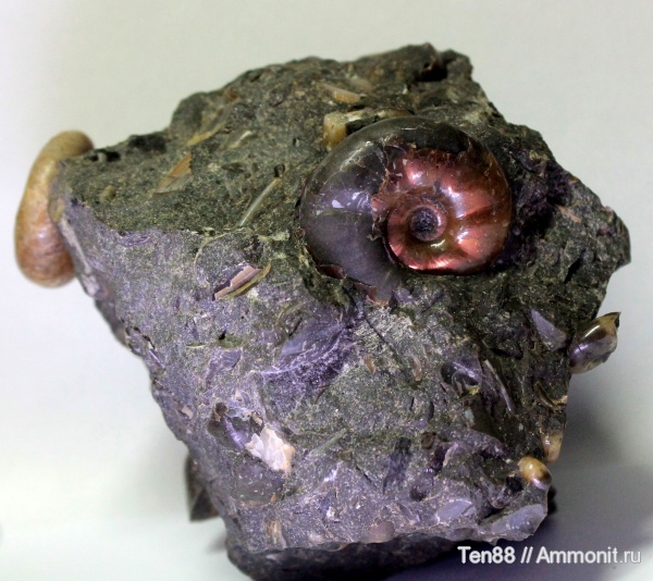 аммониты, моллюски, мел, мезозой, апт, р. Губс, Мостовский район