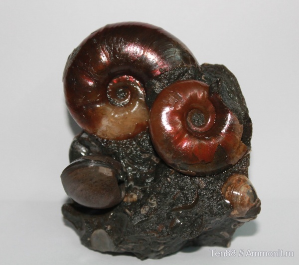 аммониты, моллюски, мел, двустворки, мезозой, апт, Zuercherella, р. Губс, Мостовский район