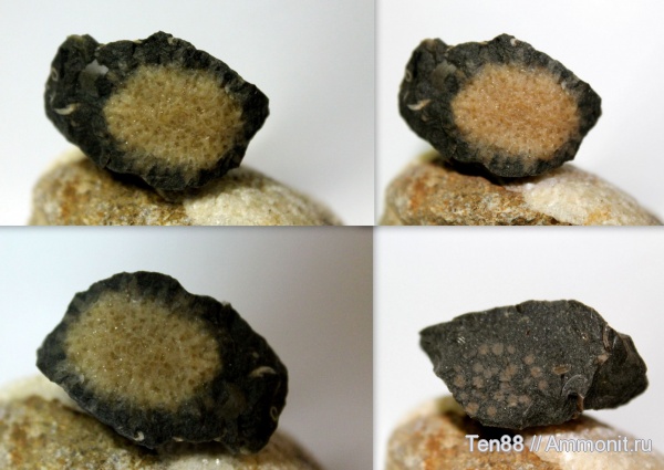 мел, мшанки, мезозой, апт, р. Губс, Мостовский район