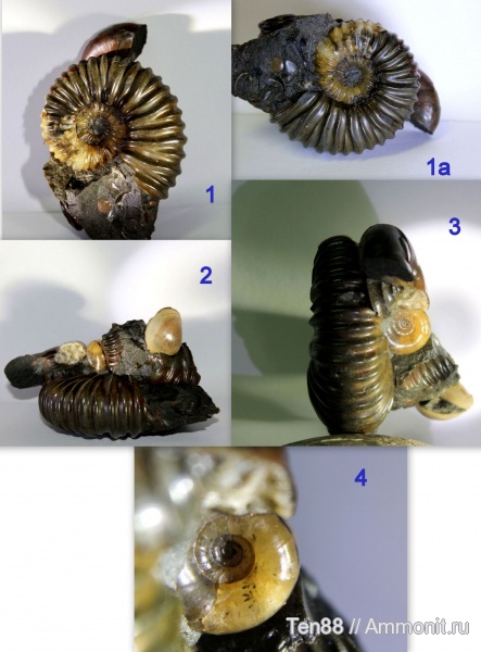 аммониты, мел, мезозой, апт, р. Губс, Мостовский район