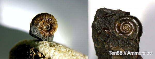 аммониты, мел, мезозой, апт, р. Губс, Мостовский район