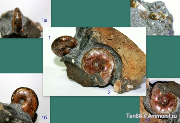 аммониты, мел, мезозой, апт, Euphylloceras, Zuercherella, р. Губс, Мостовский район