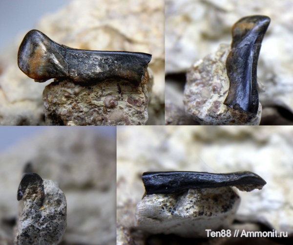 девон, рыбы, позвоночные, палеозой, плакодермы, Ptyctodus, Воронежская область