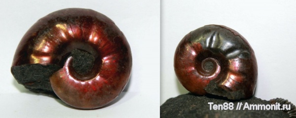 аммониты, мел, мезозой, апт, Zuercherella, р. Губс, Мостовский район