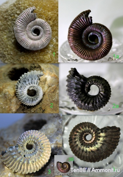 аммониты, юра, Михайлов, Kosmoceras, Binatisphinctes, мезозой, келловей, Рязанская область, средняя юра