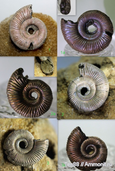 аммониты, юра, Михайлов, Binatisphinctes, мезозой, келловей, Рязанская область, средняя юра