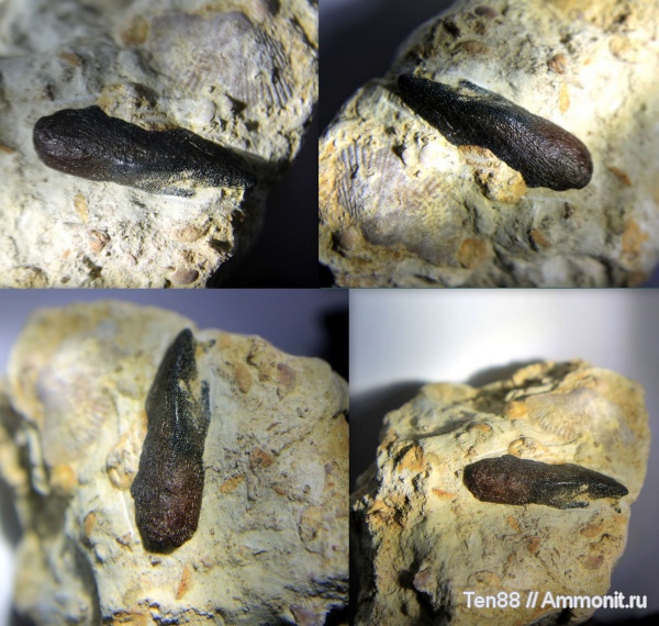 девон, палеозой, верхний девон, плакодермы, Placodermi, Ptyctodus, франский ярус, Воронежская область