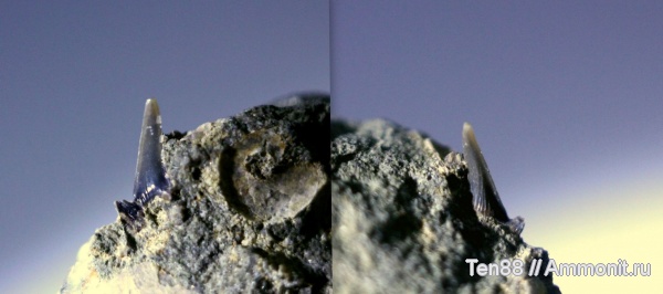 мел, мезозой, апт, зубы акул, р. Губс, Мостовский район