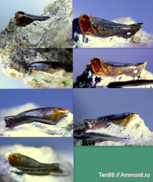 девон, палеозой, верхний девон, плакодермы, Placodermi, франский ярус, Воронежская область, Река Бол. Верейка