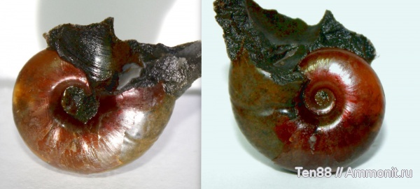 аммониты, мел, мезозой, апт, Zuercherella, р. Губс, Мостовский район