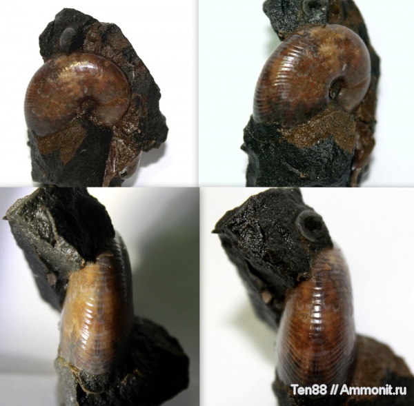 аммониты, мел, мезозой, апт, Euphylloceras, р. Губс, Мостовский район