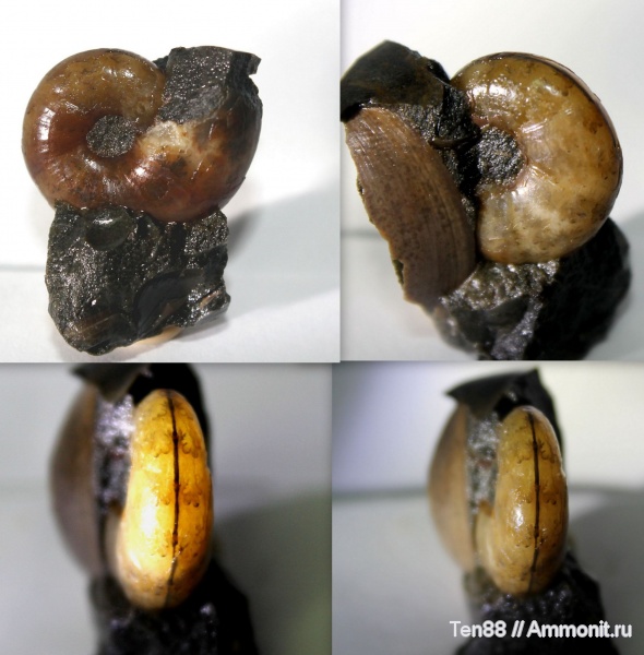 аммониты, мел, мезозой, апт, р. Губс, Мостовский район