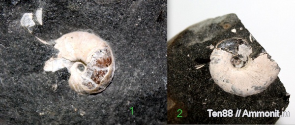 аммониты, мел, мезозой, апт, р. Губс, Мостовский район