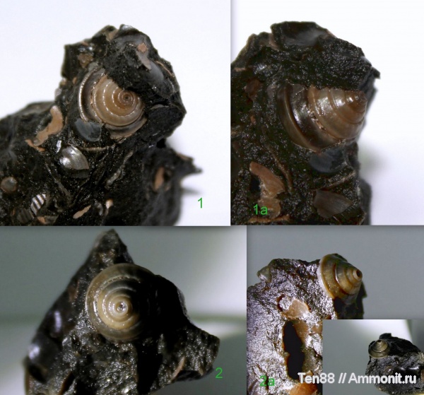 мел, мезозой, брюхоногие моллюски, апт, р. Губс, Мостовский район, Semisolarium