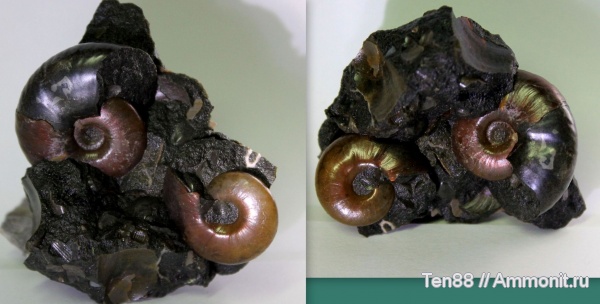 аммониты, мел, мезозой, апт, Zuercherella, р. Губс, Мостовский район