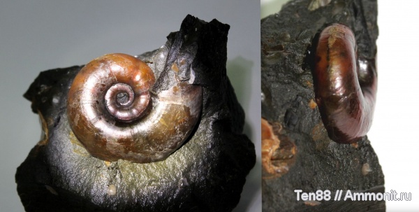 аммониты, мел, мезозой, апт, Zuercherella, р. Губс, Мостовский район