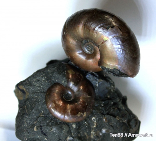 аммониты, мел, мезозой, апт, Desmoceratidae, р. Губс, Мостовский район