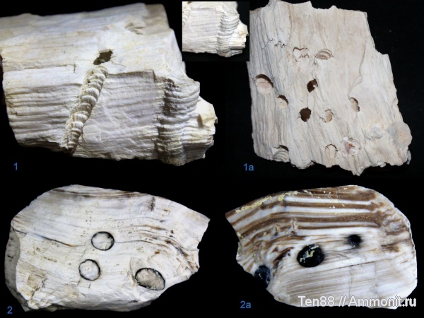 окаменевшее дерево, кайнозой, Ростовская область