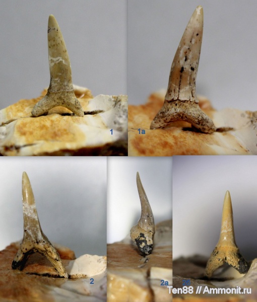 палеоген, рыбы, эоцен, Ростовская область, Striatolamia