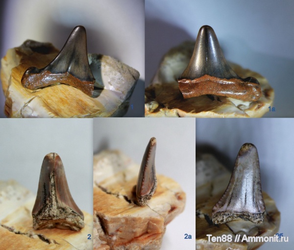 мел, палеоген, рыбы, эоцен, Ростовская область